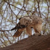  Lake Manyara, TZ